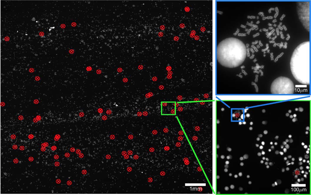 Event Driven Automated Microscopy – Cambridge Technology Platforms Network