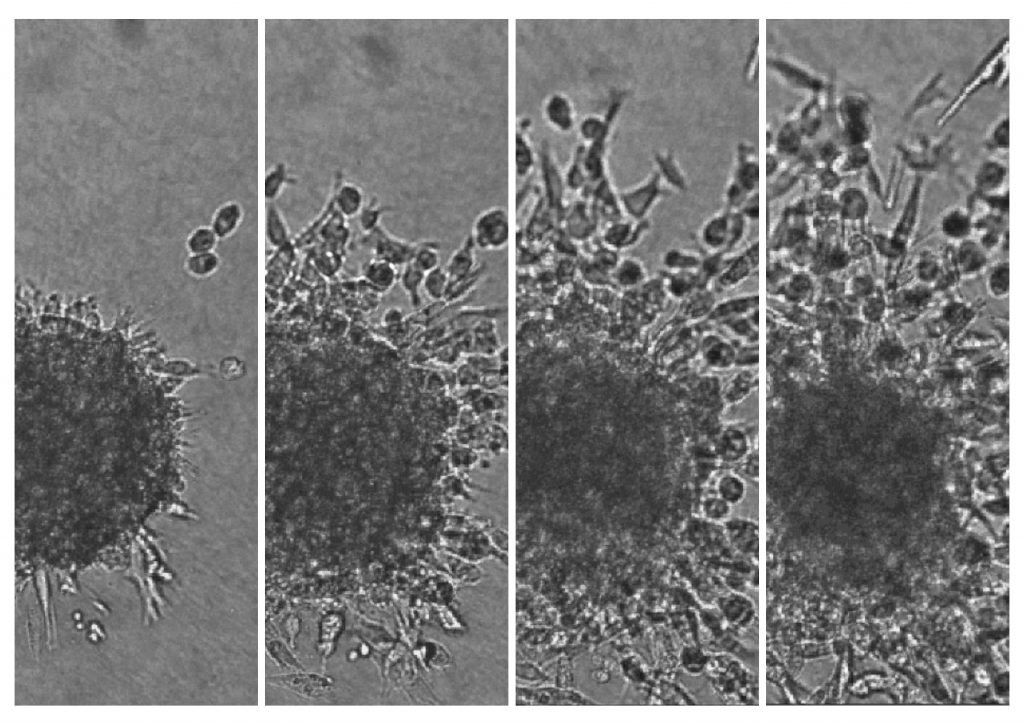 Live cell/Spheroid Imaging – Cambridge Technology Platforms Network